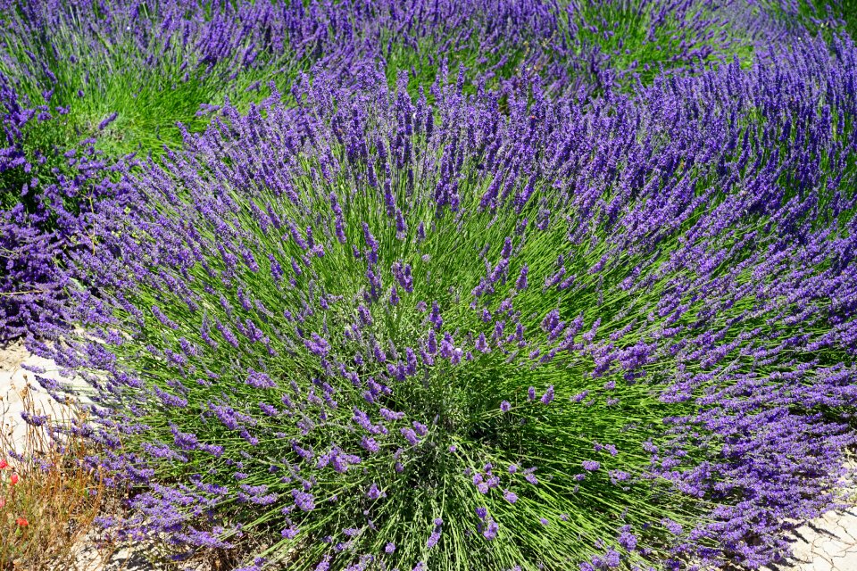 Purple flora floral photo