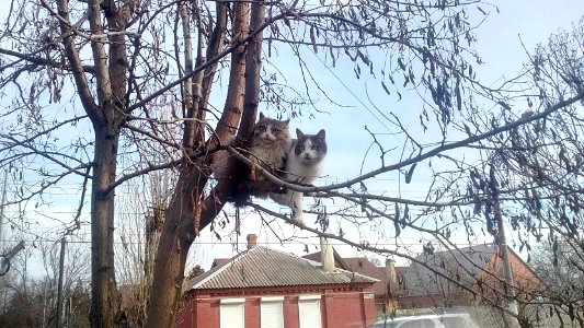 Каменск-Шахтинский,_Коты_прилетели-2