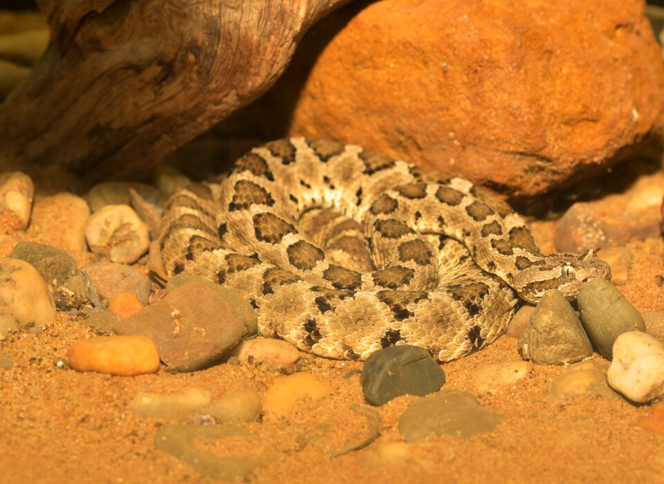 Reptile animal nature