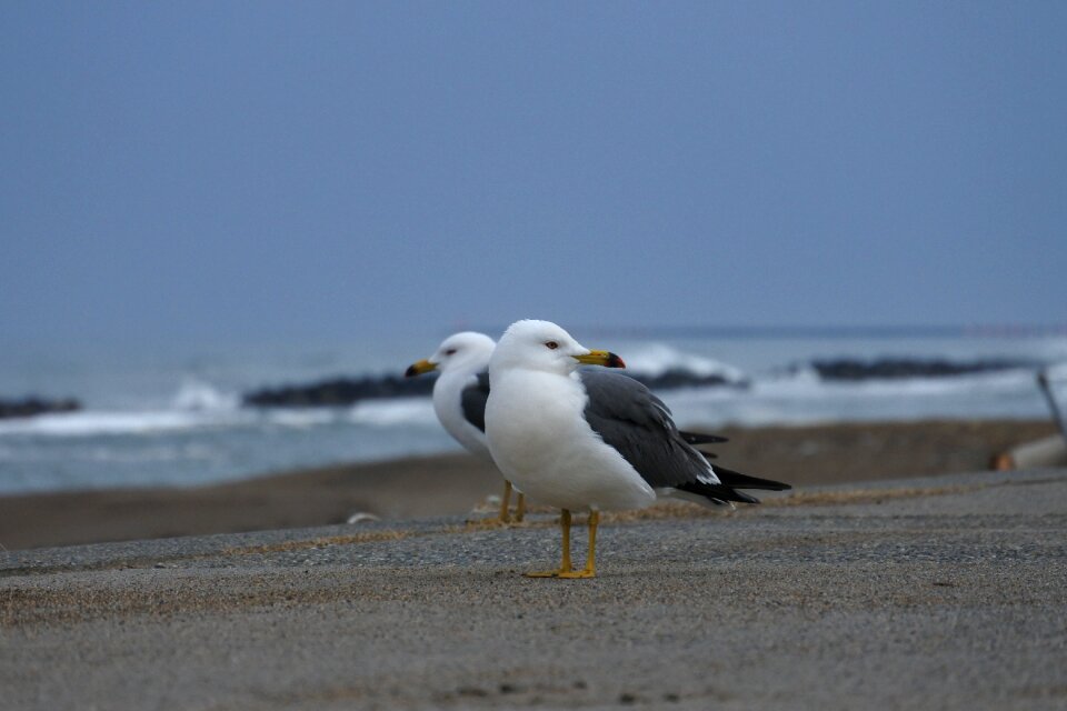 Promenade sea gull seagull