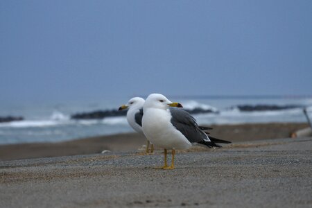 Promenade sea gull seagull