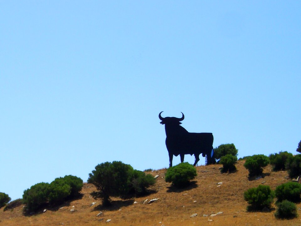 Bull andalusia osborne