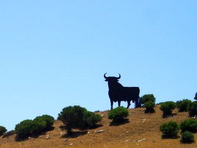 Bull andalusia osborne