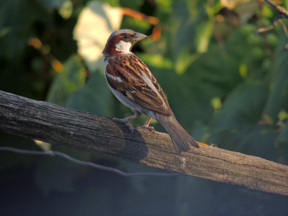 Bird animal sparrow photo