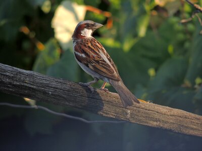 Bird animal sparrow photo