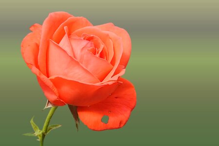 Bloom love rose wallpaper