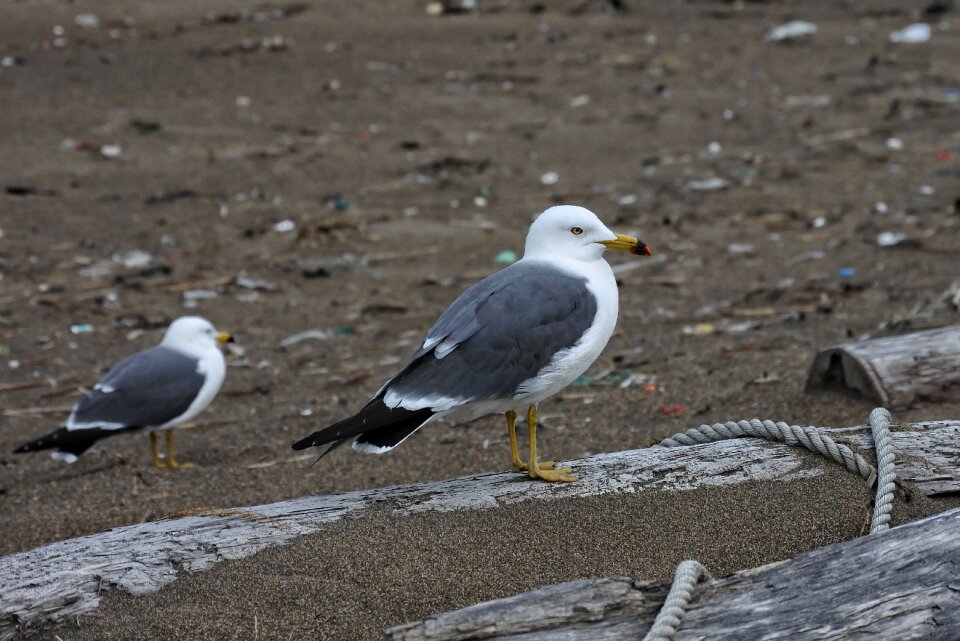 Sea gull seagull seabird