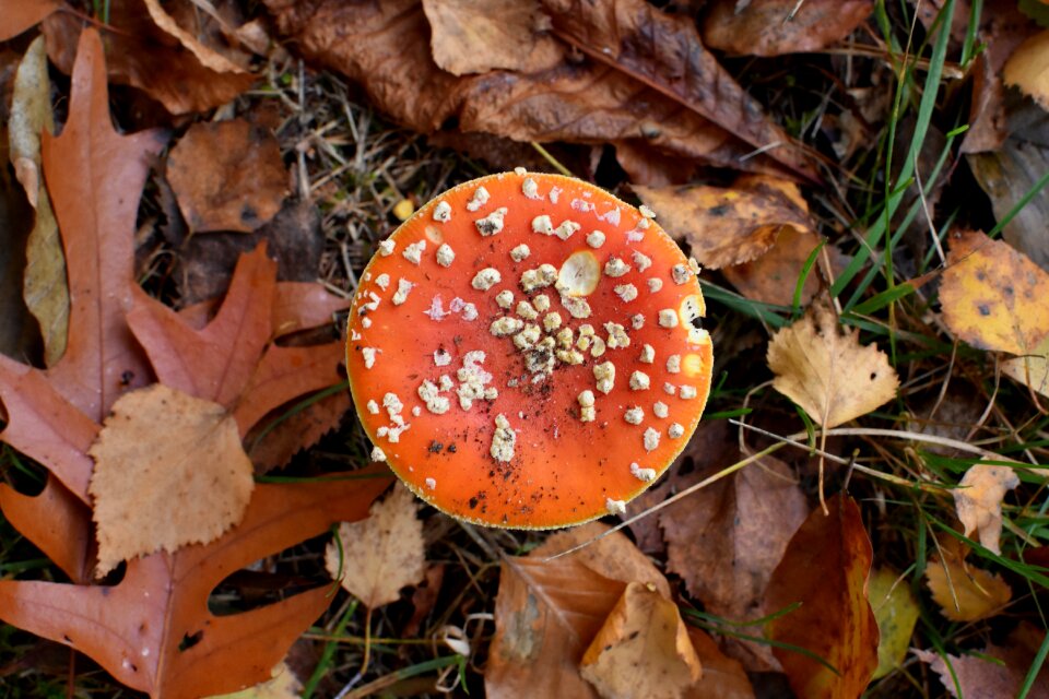 Autumn mushrooms fly agaric
