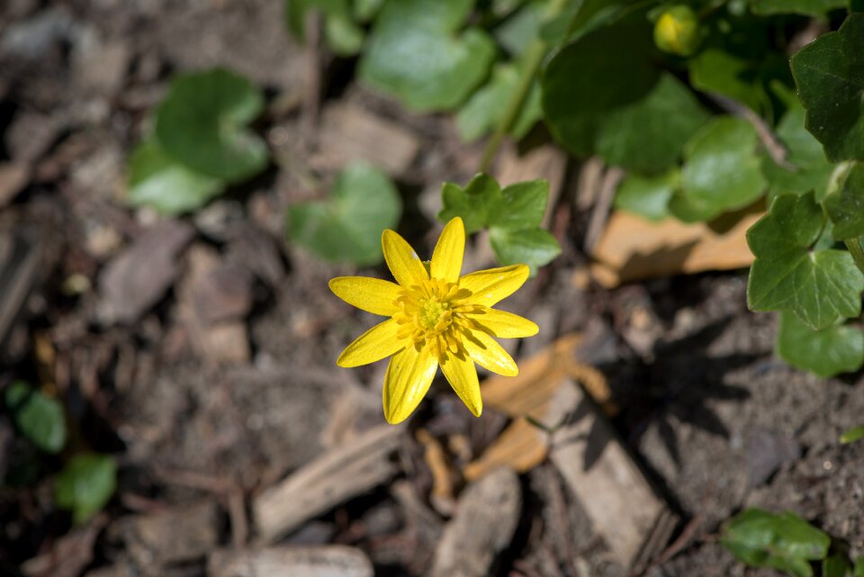 Flower yellow spring flower spring flower