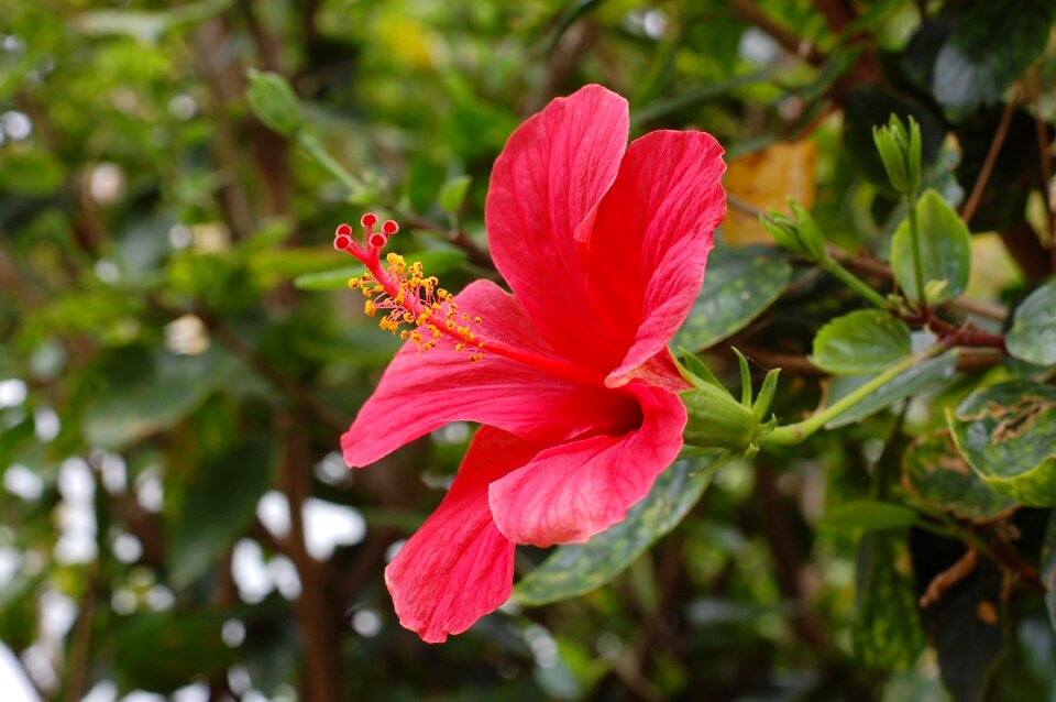 Nature red flower garden