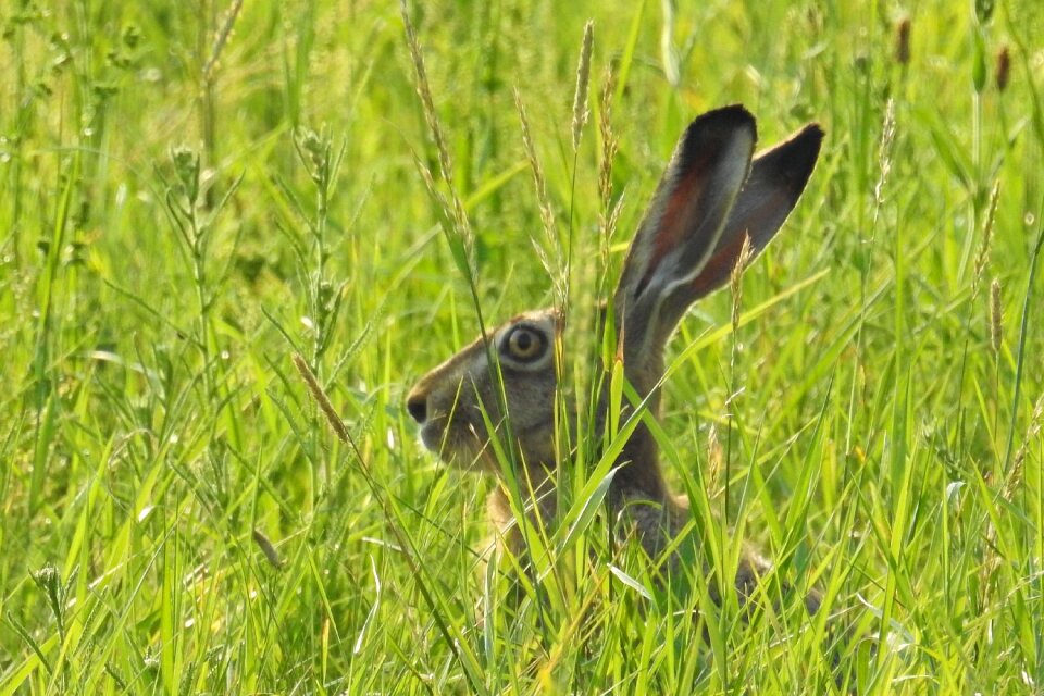 Head grass wild animal