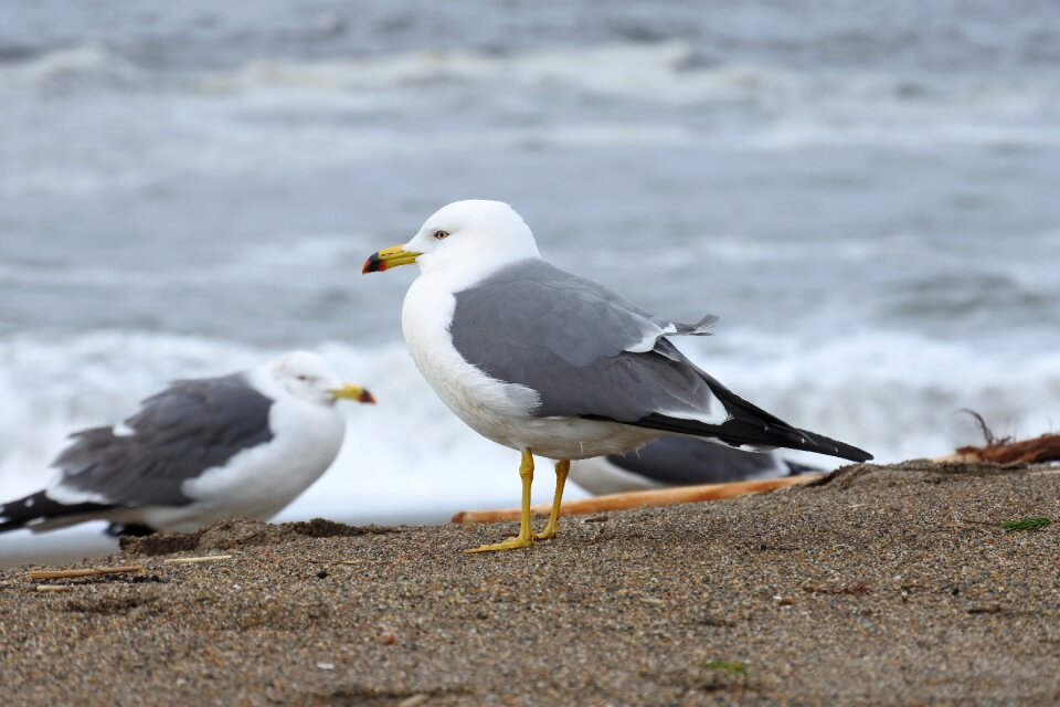 Wave sea gull seagull