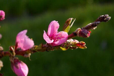 Nature pink blossom photo