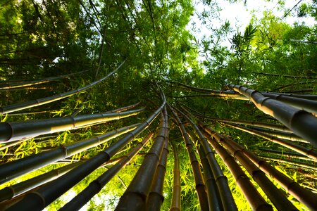 Shoots poles green photo