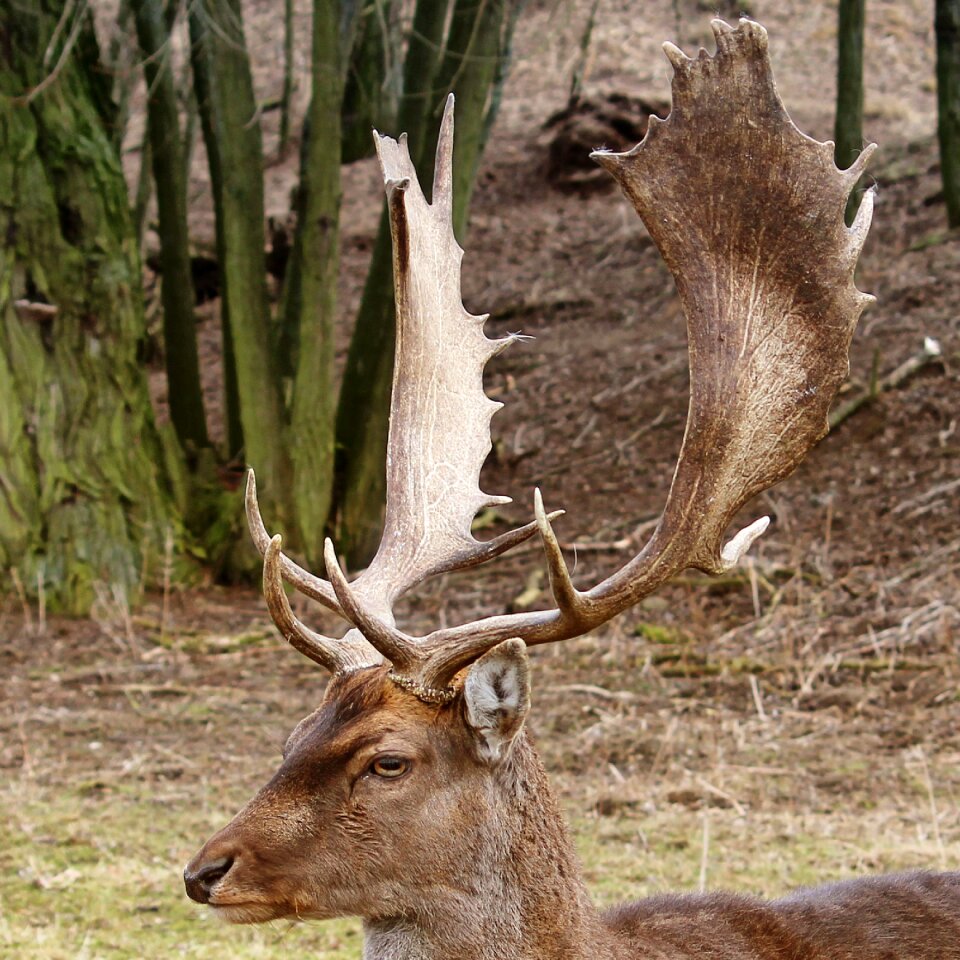 Wild nature fallow deer