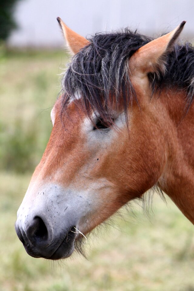 Animal kaltblut mare