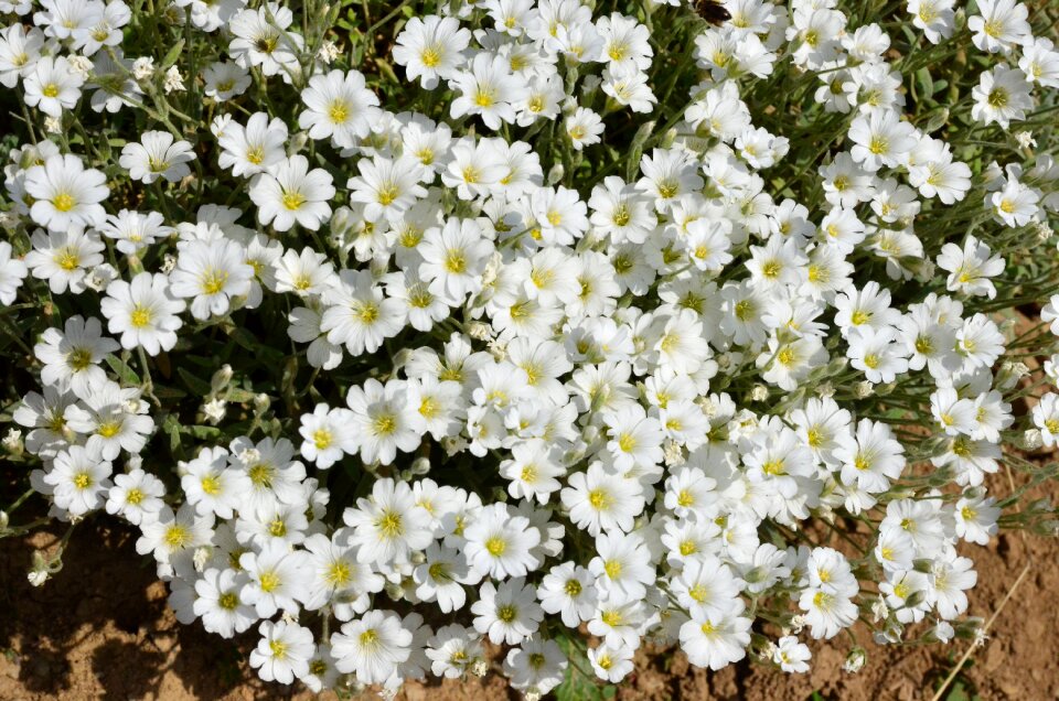 Spring flowers green turkey plant