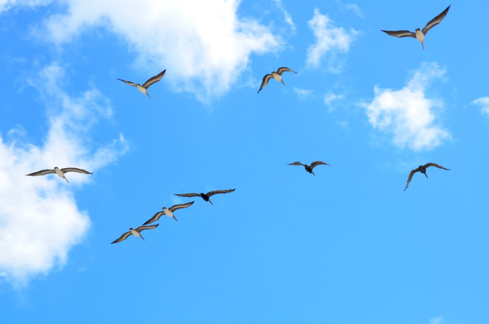 Bird avian flight