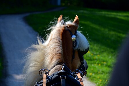 Travel nostalgia draft horses photo