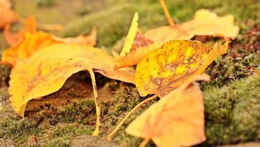 Leaves true leaves golden autumn