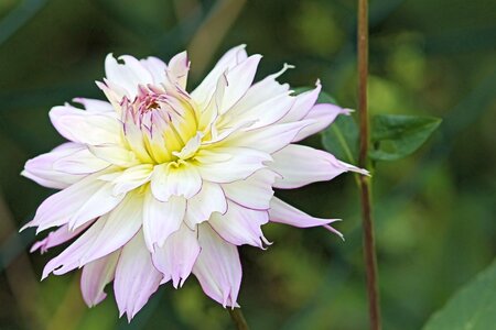 White dahlia garden flower