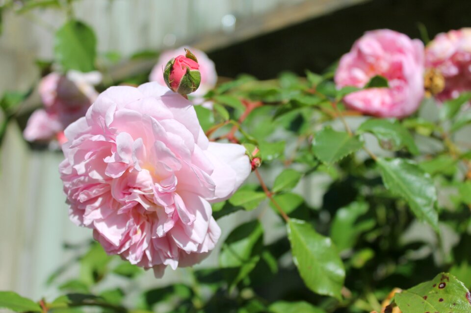 Flower garden outdoors