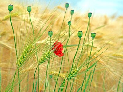 Cereals grain cornfield