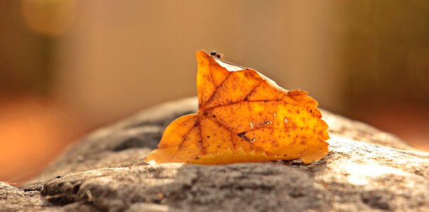 Insect nature autumn photo