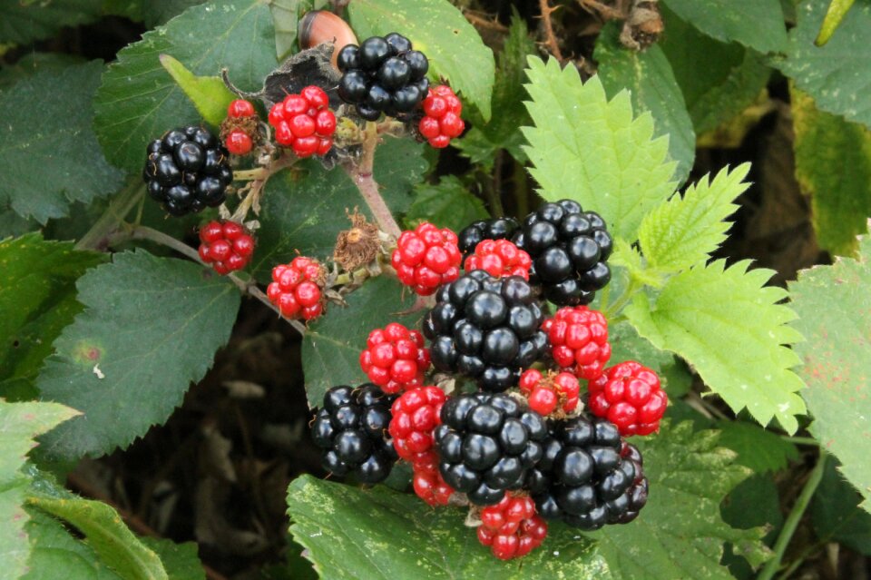 Leaf dessert fruit