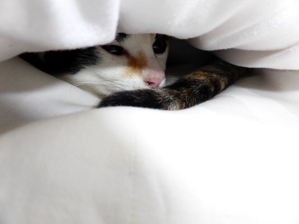 Snuggle cute animal