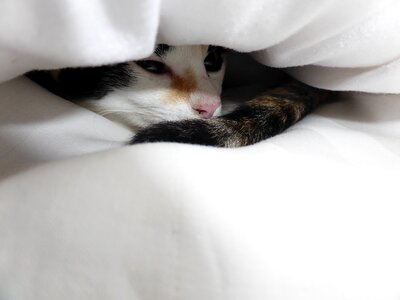 Snuggle cute animal
