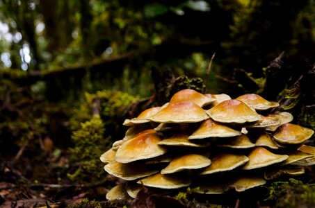 Forest moss moist