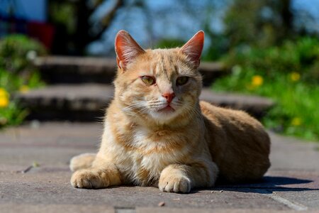 Red cat kitten domestic cat