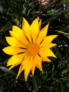 Gazania flower yellow photo