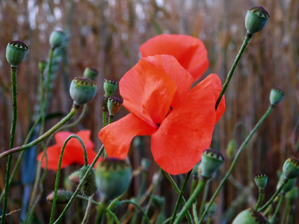 Red poppy flower close up photo