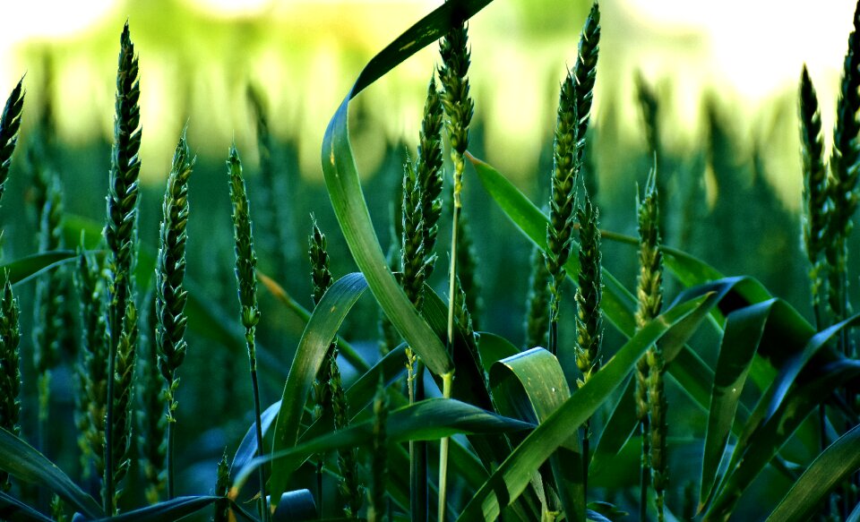 Agriculture grain summer