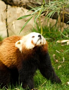 Chinese panda zoo tiergarten