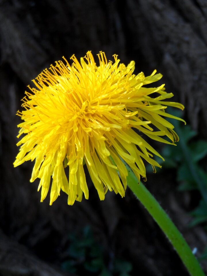Yellow close up plant
