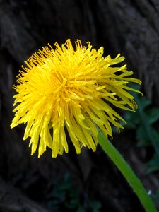 Yellow close up plant photo