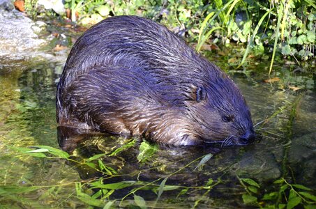 Rodent tooth european beaver