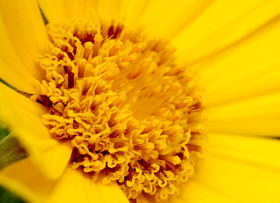 Asteraceae macro the petals
