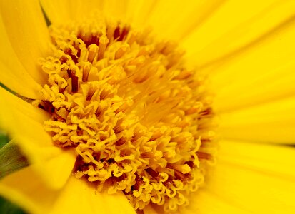 Asteraceae macro the petals