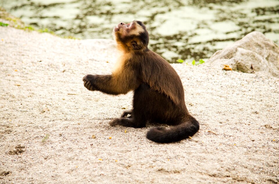 Tiergarten capuchins pray