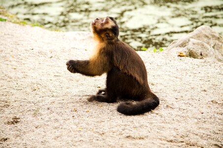 Tiergarten capuchins pray