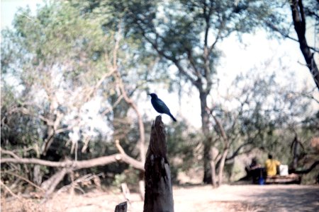 A_bird_at_Kruger_National_Park