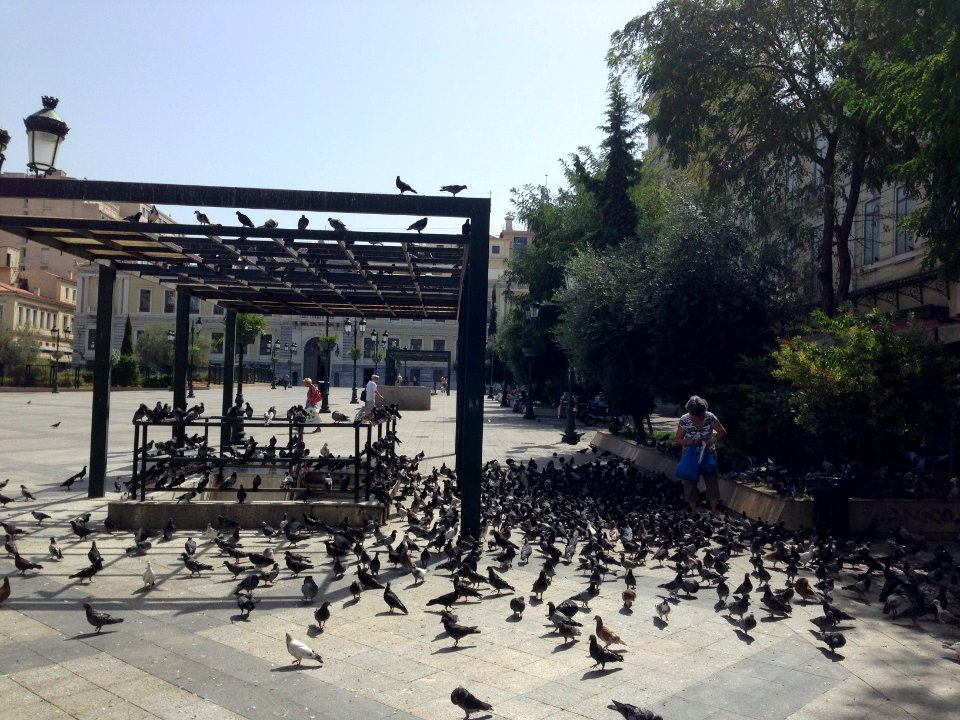 A_big_squadron_of_Pugeons