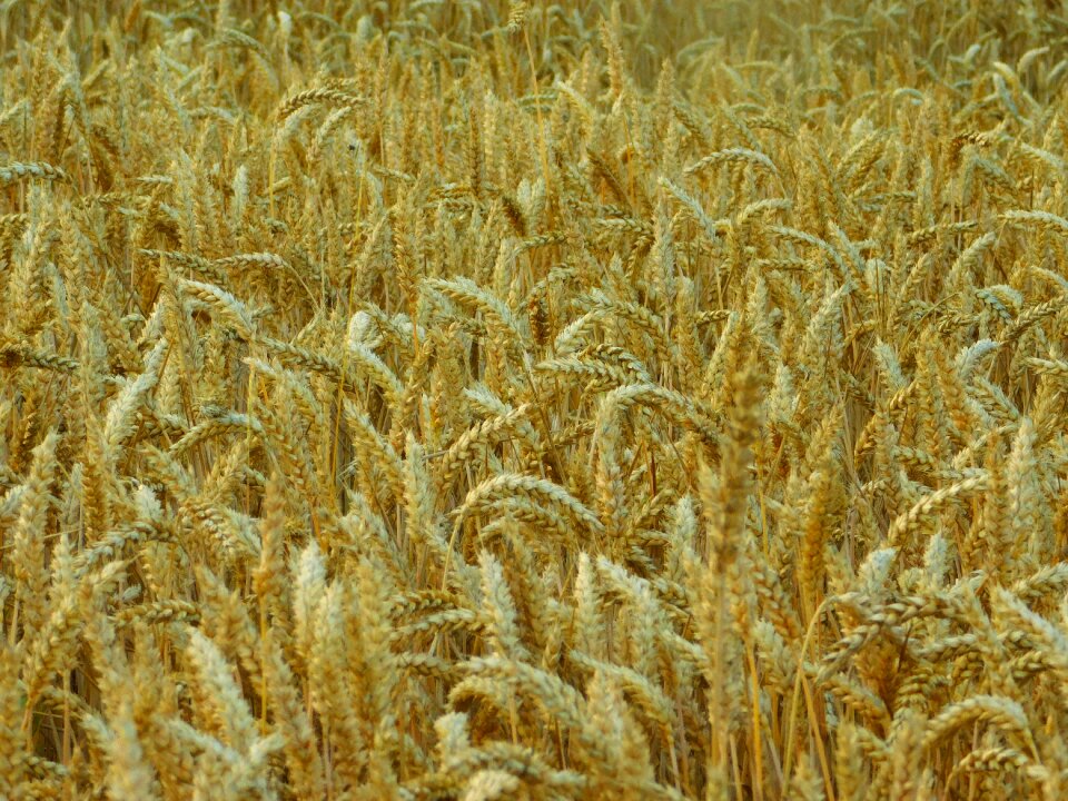 Cereals wheat field arable