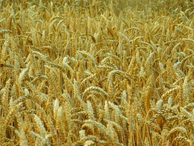 Cereals wheat field arable