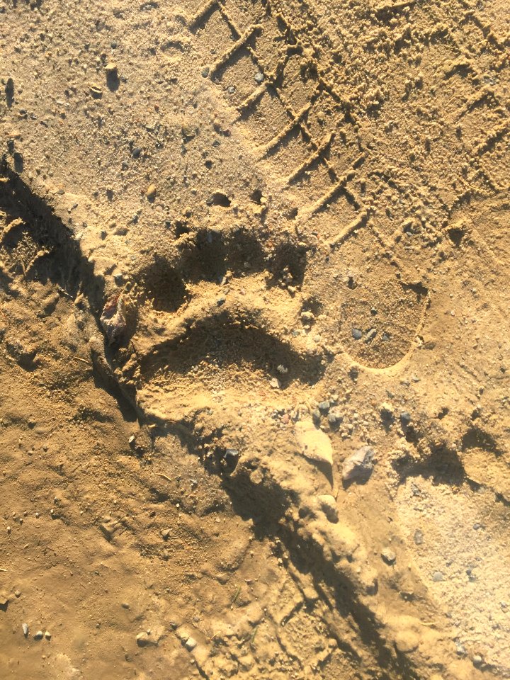 A_bear_trail_near_the_school_fence._Nekrasovka,_Sakhalin_Oblast._01
