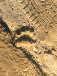 A_bear_trail_near_the_school_fence._Nekrasovka,_Sakhalin_Oblast._01